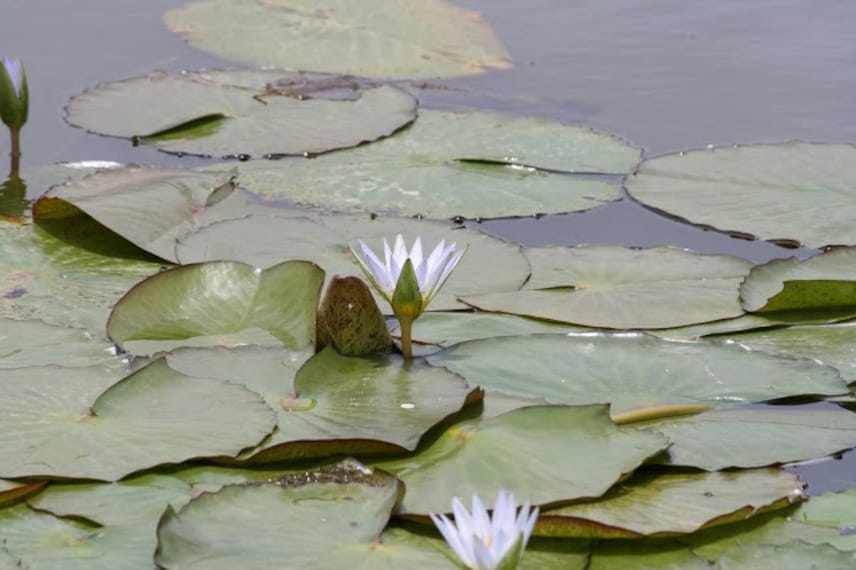 Kodai Lake-4